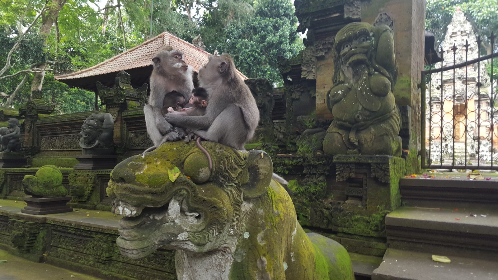 Bali and Komodo