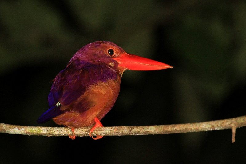 Rufous-backed kingfisher, Kinabatangan River