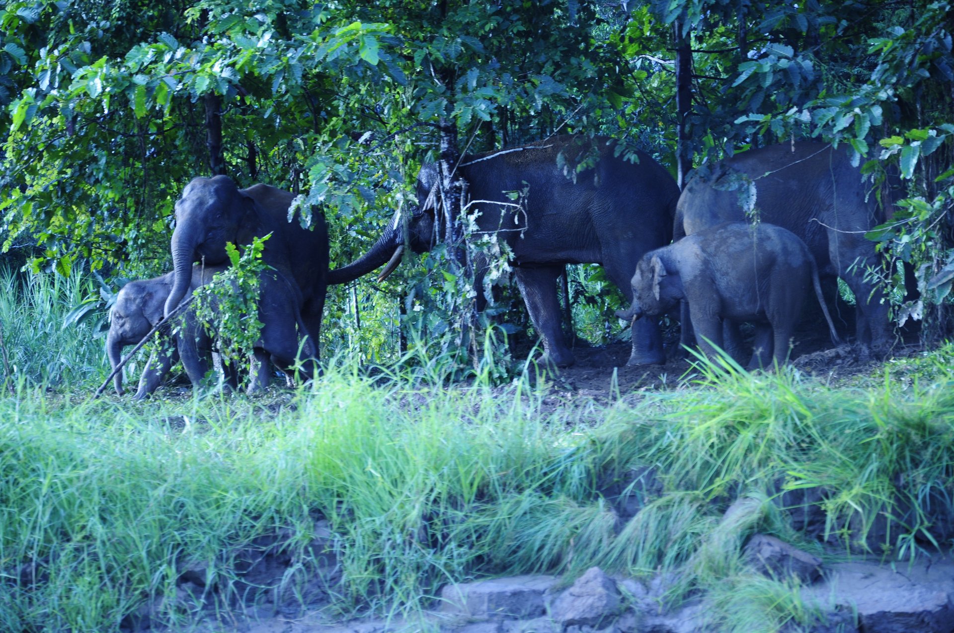 Pygmy elephants on the Kinabatangan River