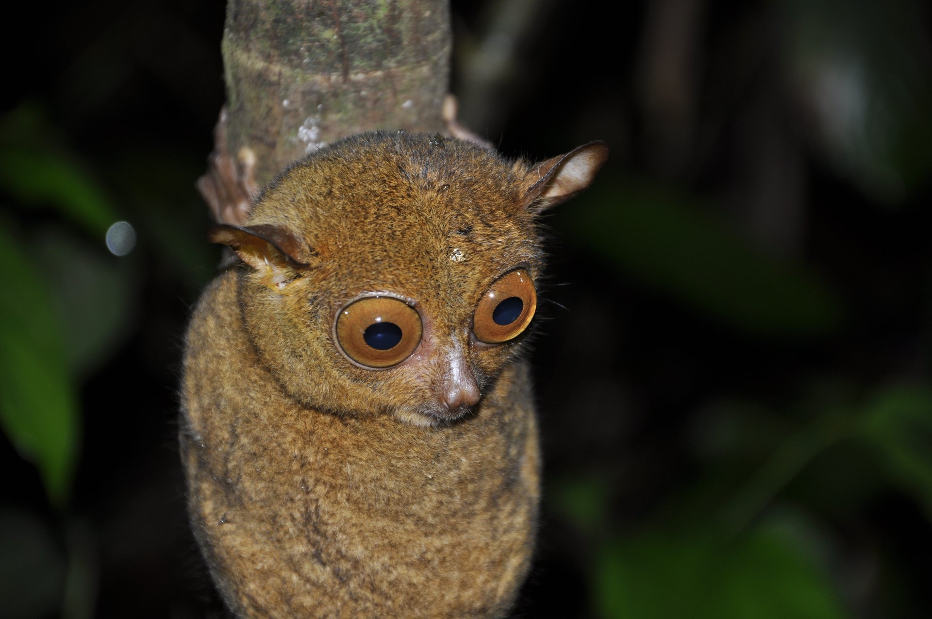 Western tarsier at night, Kinabatangan