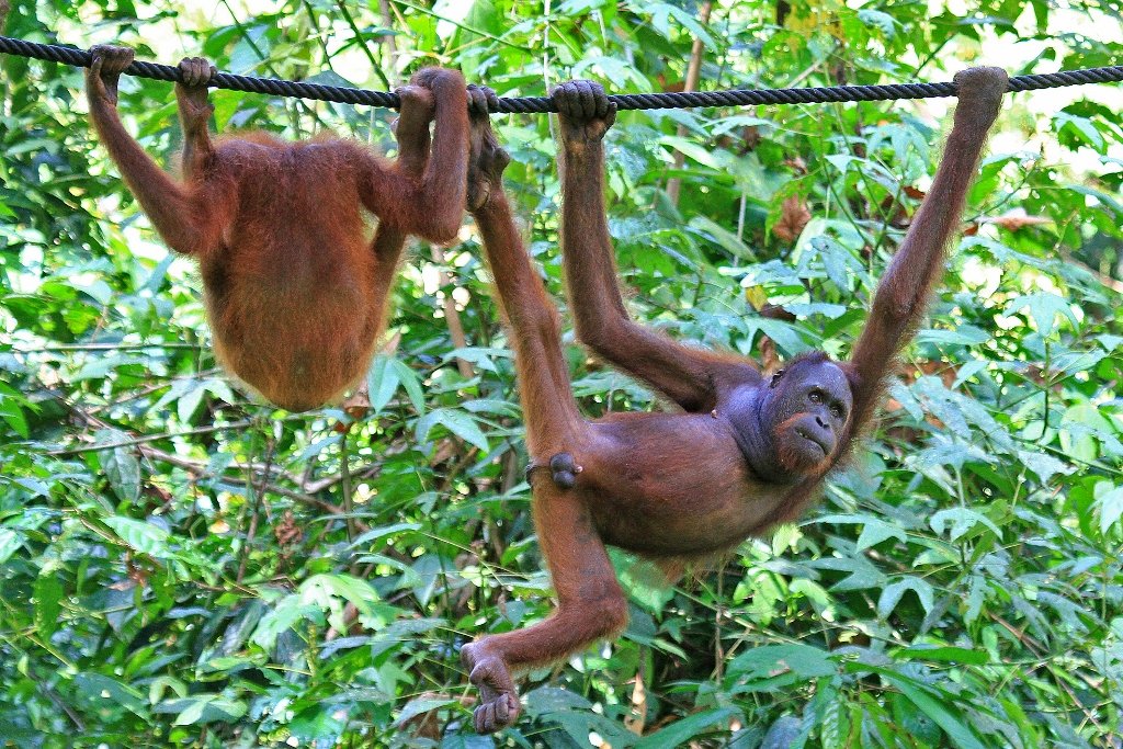 Borneo Wildlife Adventure
