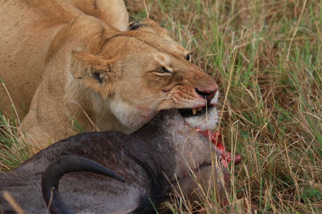Lion in the Masai Mara