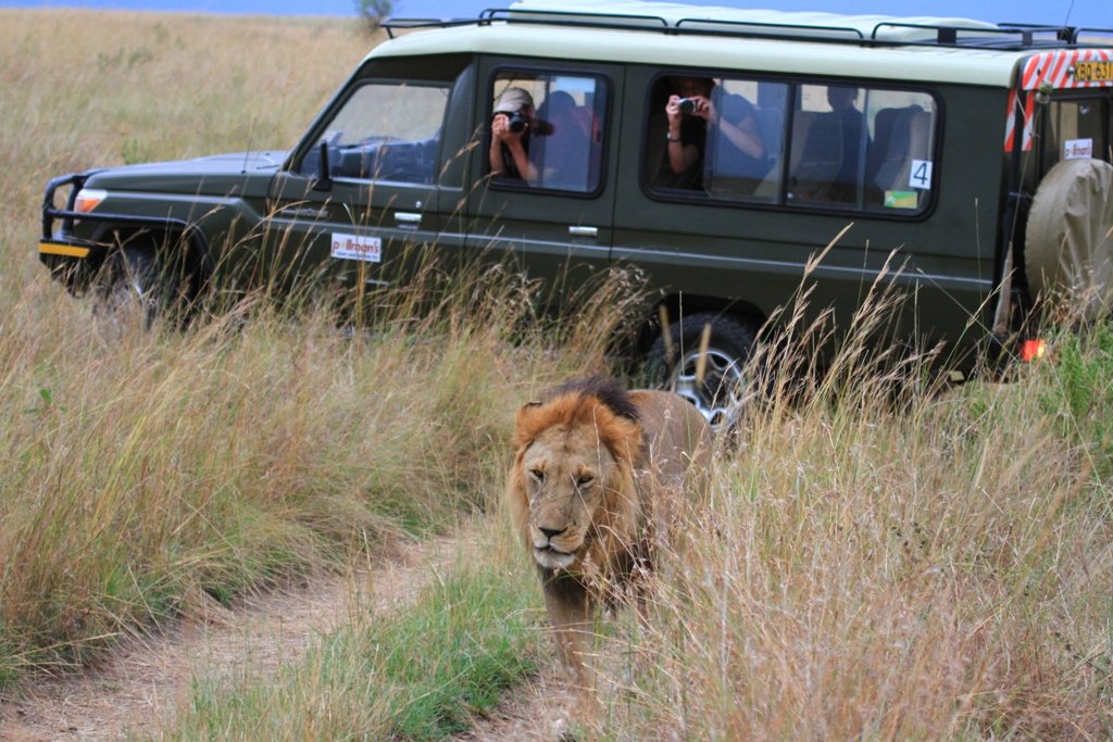 A male lion walking past a safari vehicle in the Maasai Mara, Kenya