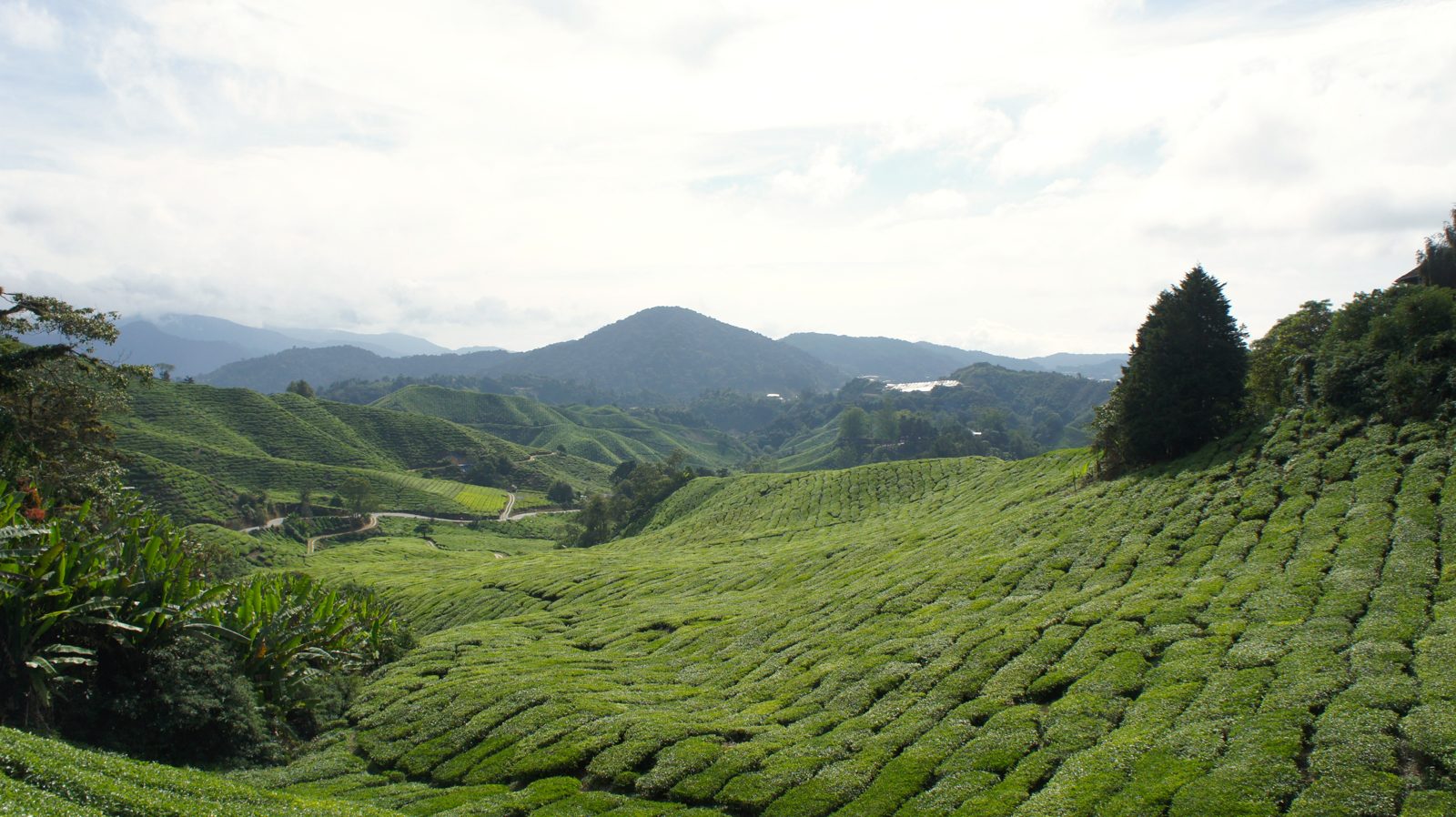 Malaysia: Cameron Highlands & beyond