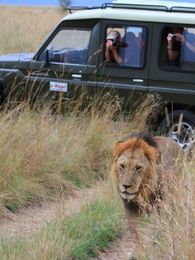 A male lion beside a safari vehicle in the Maasai Mara, Kenya