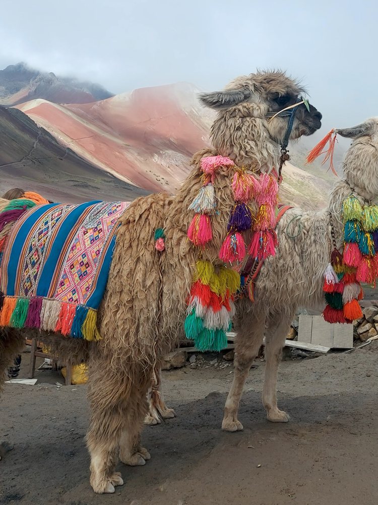 Decorated llamas at Rainbow Mountain, Peru
